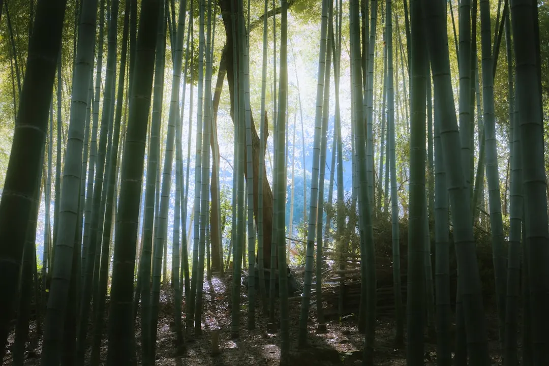 私家团与小众秘境摄影线路的设计理念与执行要点