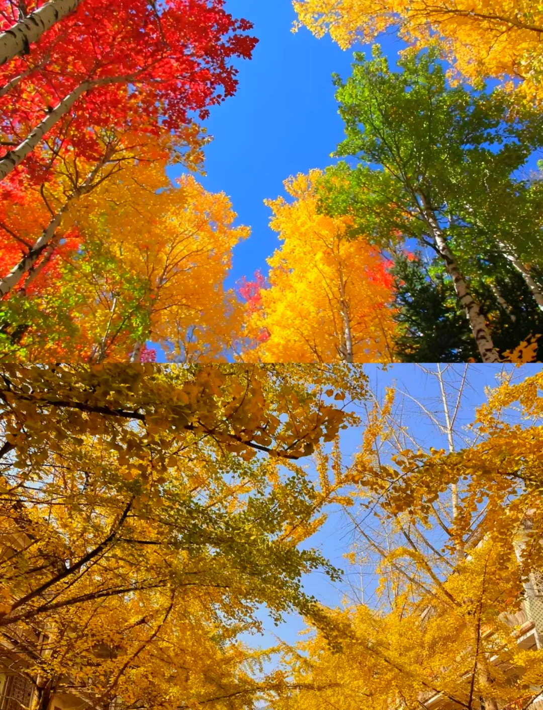 11月份适合旅游的地方(11月份适合旅游的地方辽宁省内)