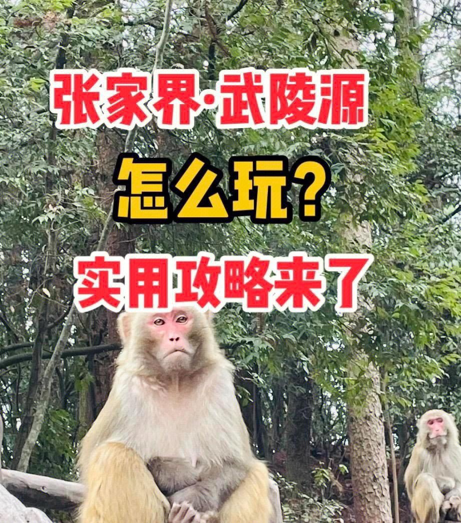 武陵源旅游攻略(武陵源风景区旅游攻略)